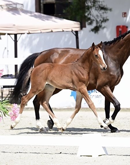 Ogierek po By Balou MZ Z