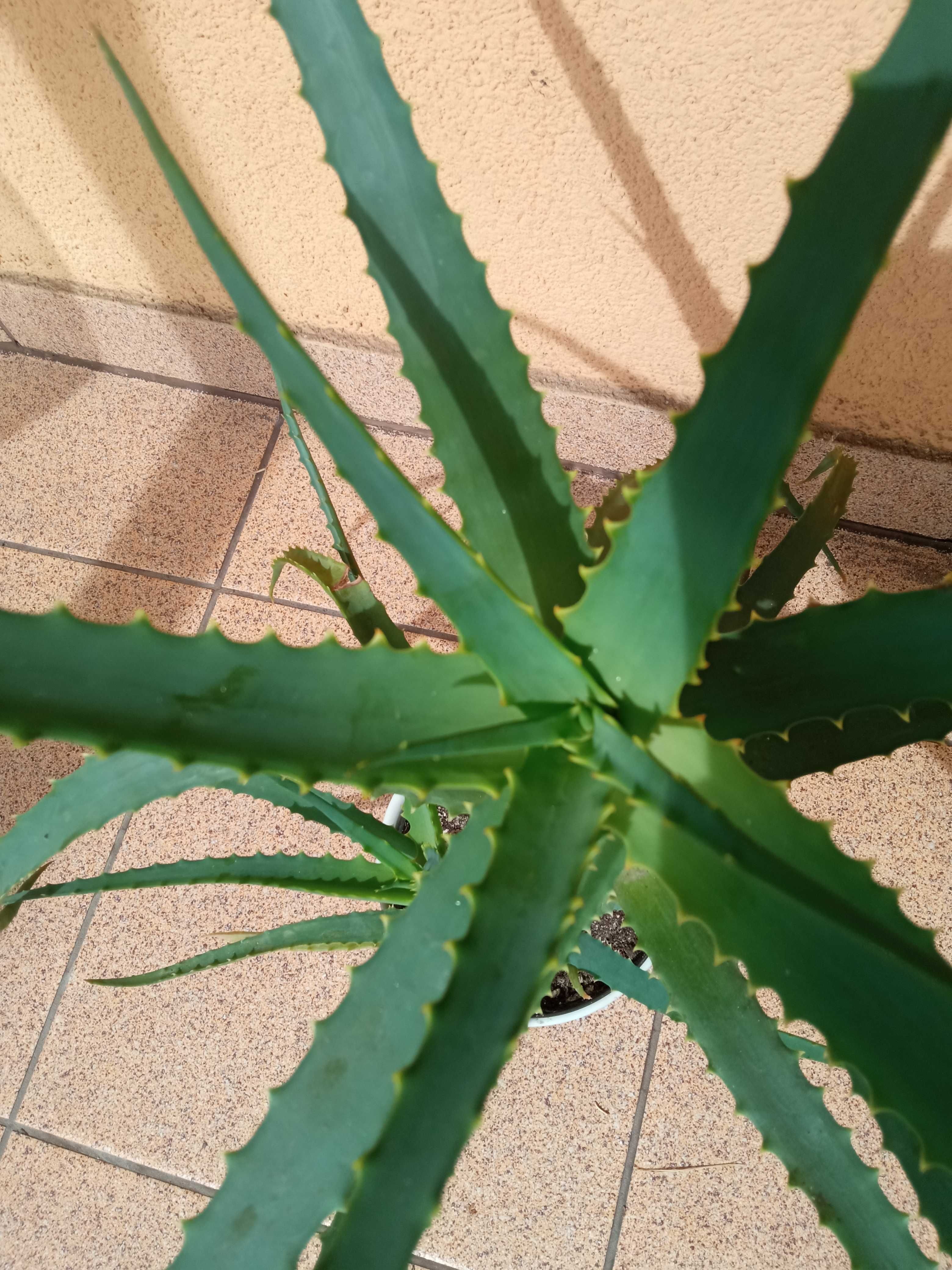 Aloes kaktus sukulent leczniczy kilkuletni