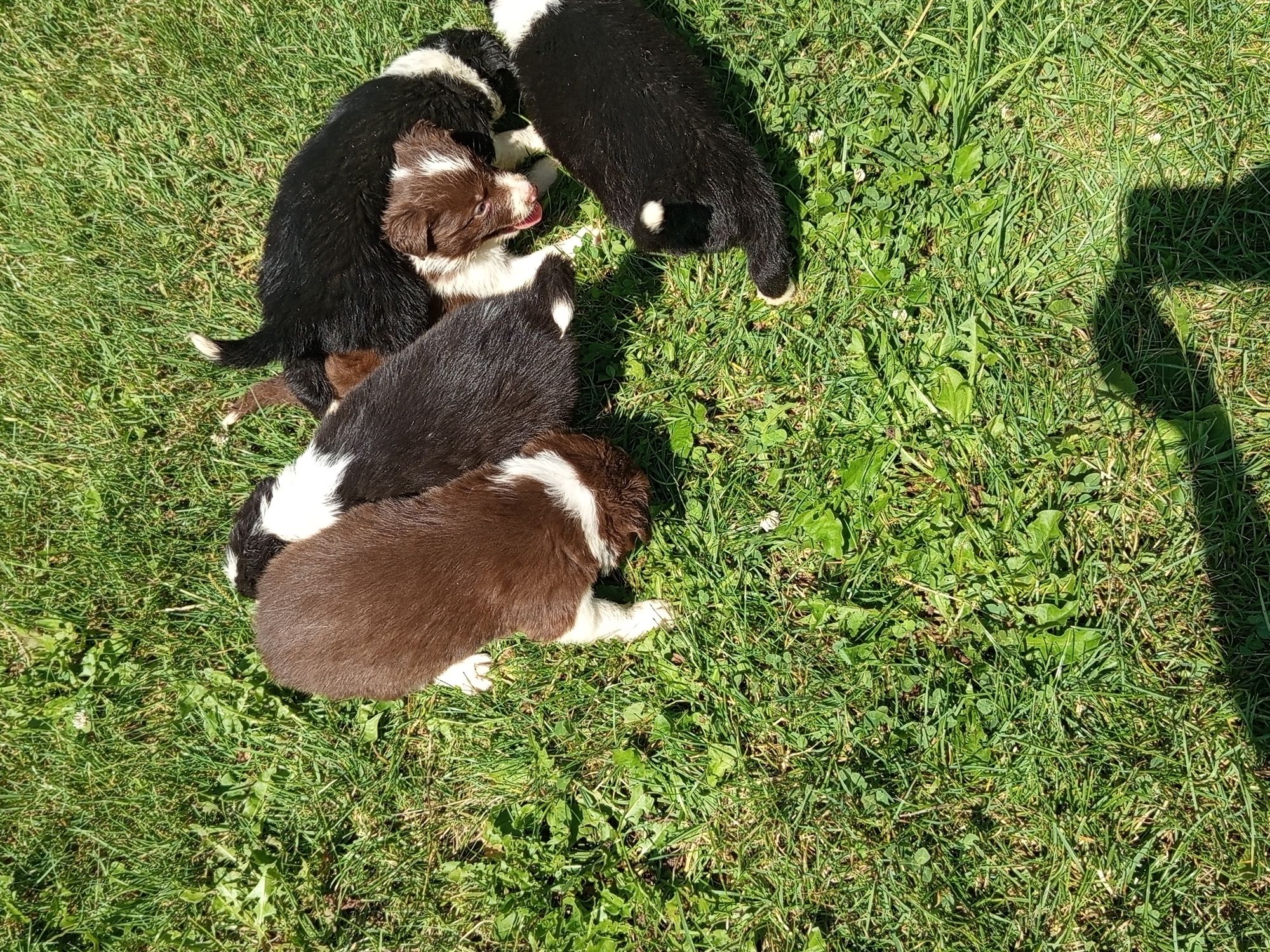 Piesek Border Collie