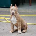 American Bully XL samiec lilac merle