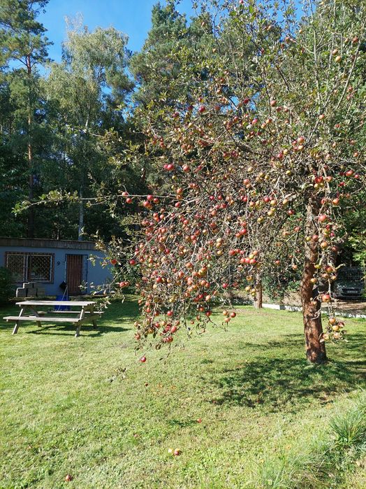 DZIAŁKA Zielona Góra ROD Słowackiego Przylesie