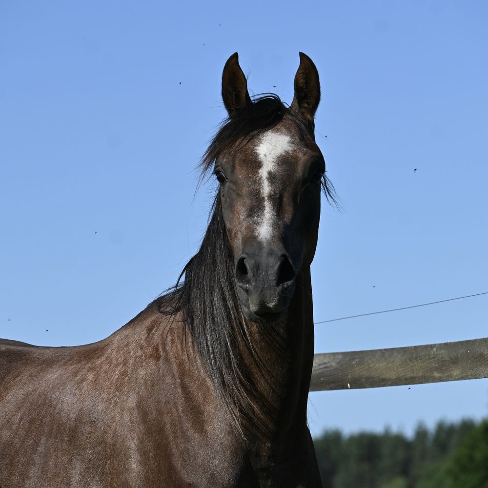 Ogierek arabski, dwulatek. Arab