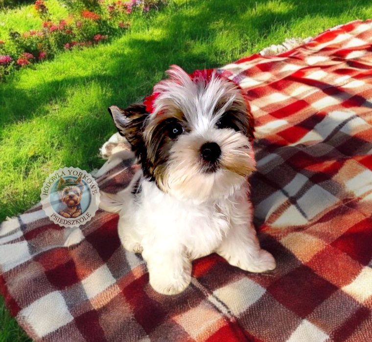 *Nie aktualne*Suczka mini xs Biewer Yorkshire Terrier