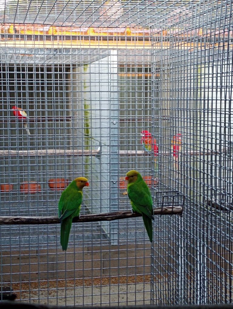 Casais reprodutores de loris euteles