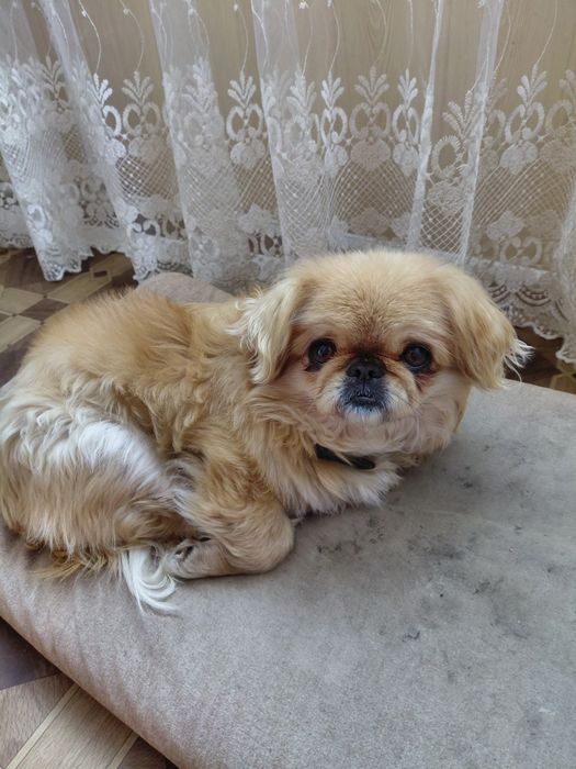 Отдам в хорошие руки  собака  Пекинес