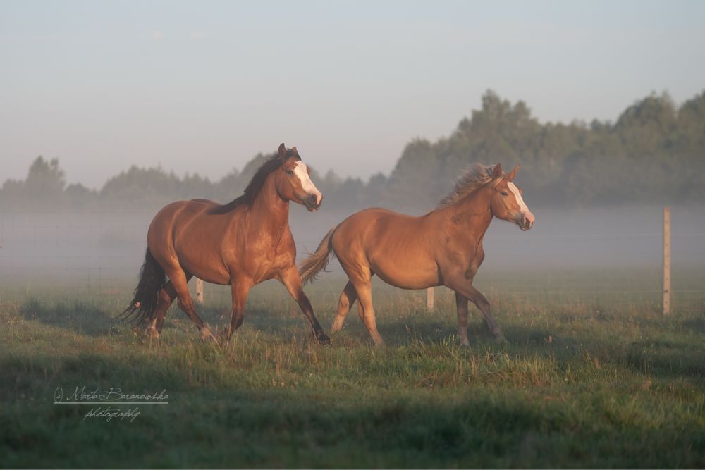 Klacz typ pogrubiany