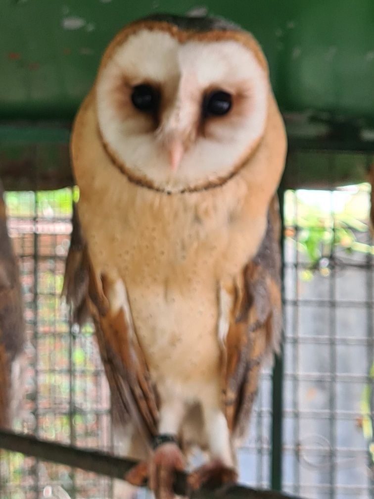 Aves disponíveis
