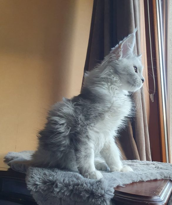 Kocurek Maine Coon
