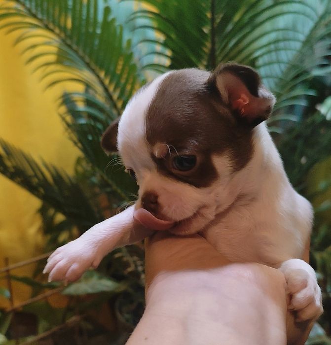 Чихуахуа девочка