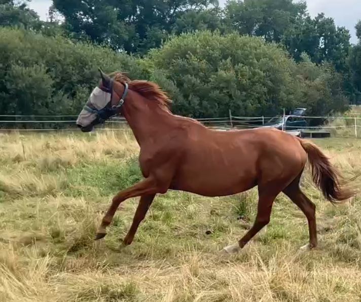 Klacz ujezdzeniowa hanowerska
