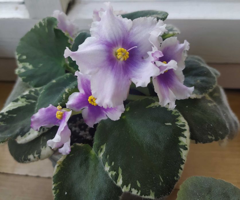 Фіалка дітки фіалки недорого 10-15 грн