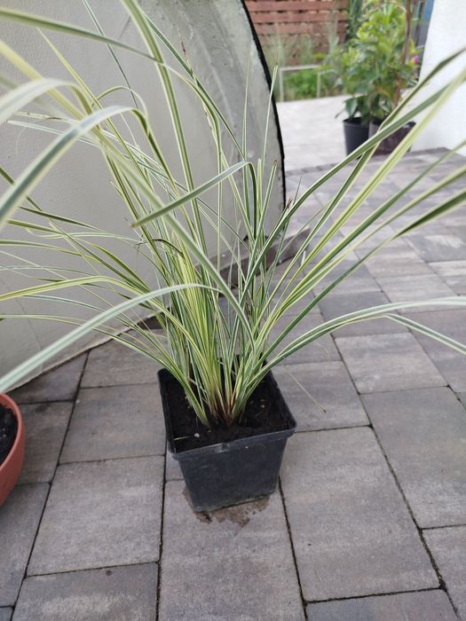 Lomandra white sands