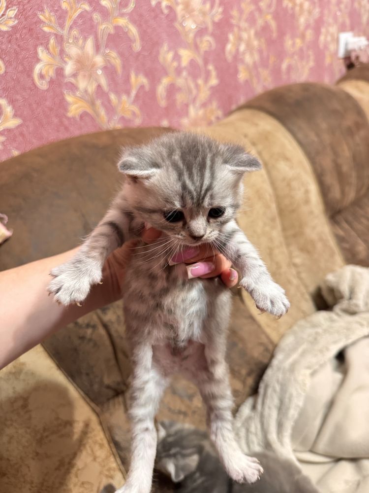 Котята шотландской вислоухой кошки