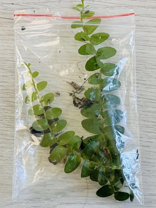 Rośliny do terrarium tropikalnego , paludarium - marcgravie , solanum
