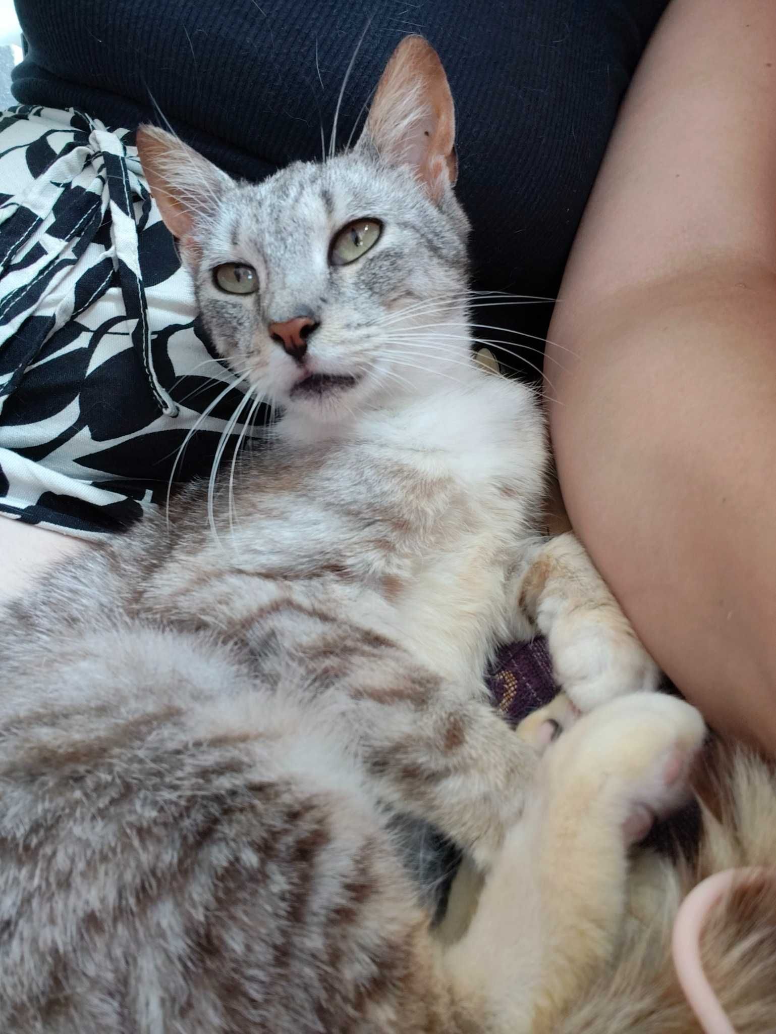 Kotka do adopcji 5 lat Biedronka srebrna ze schroniska Kotoz Suwalki
