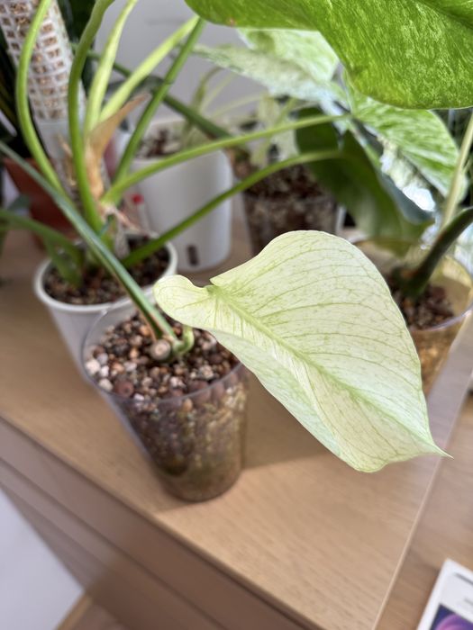 Monstera mint.