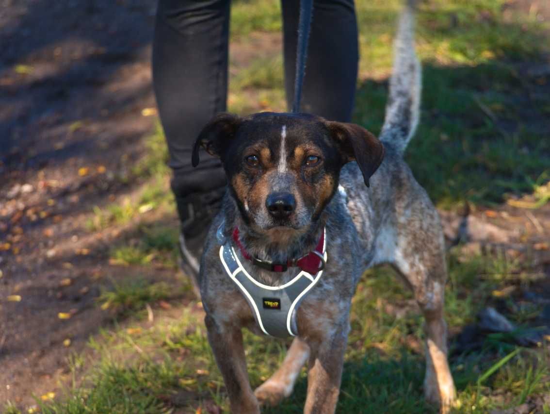 Kosmo - kosmicznie fajny psiak, przyjazny poleca się do adopcji.