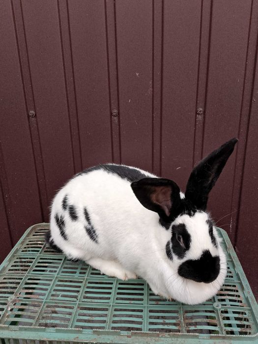 Króliki olbrzym srokacz