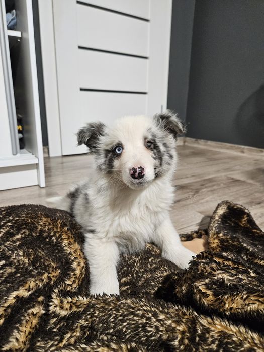 Piesek Border Collie Blue Merle z rodowodem