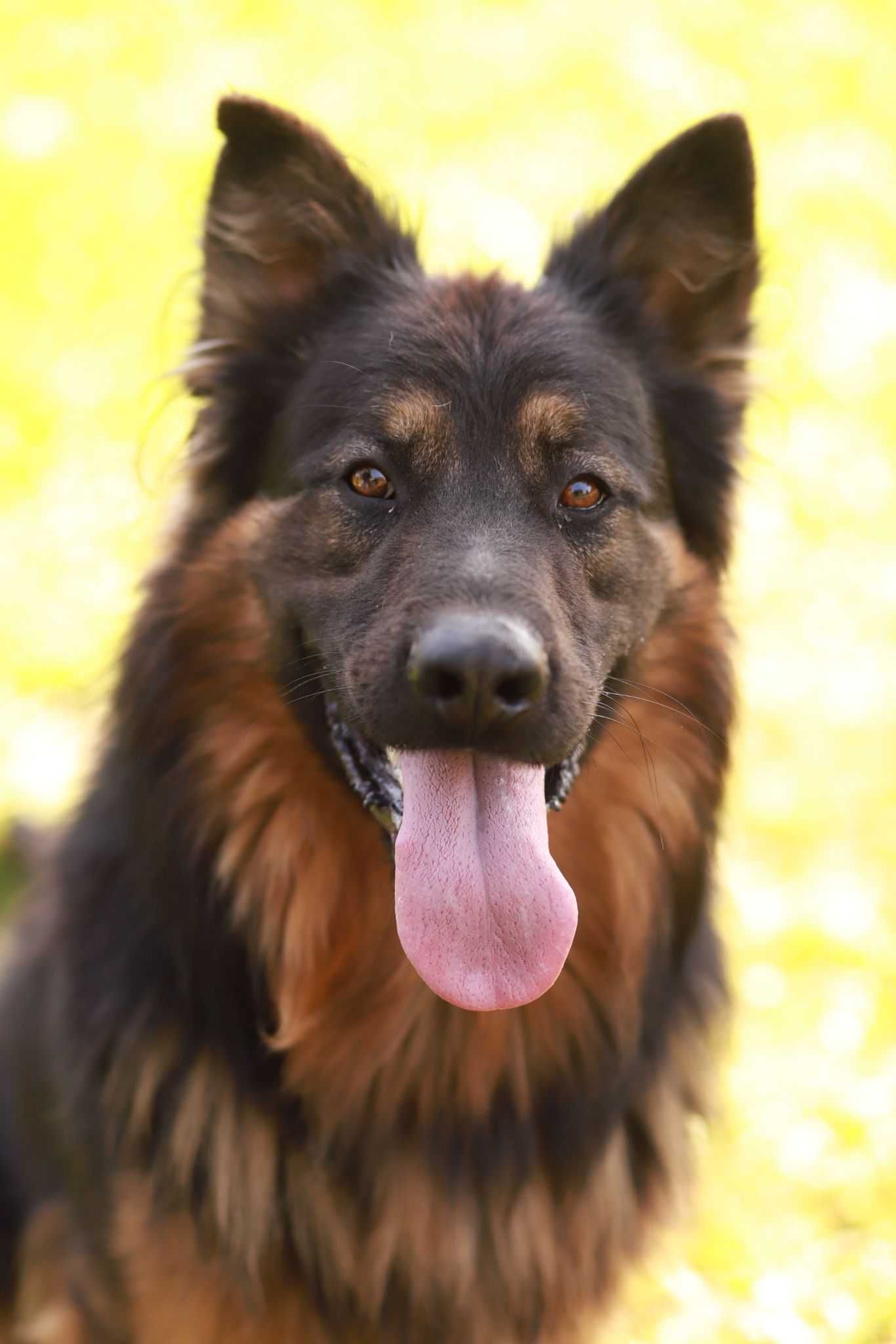 najwspanialszy owczarek poleca się do adopcji