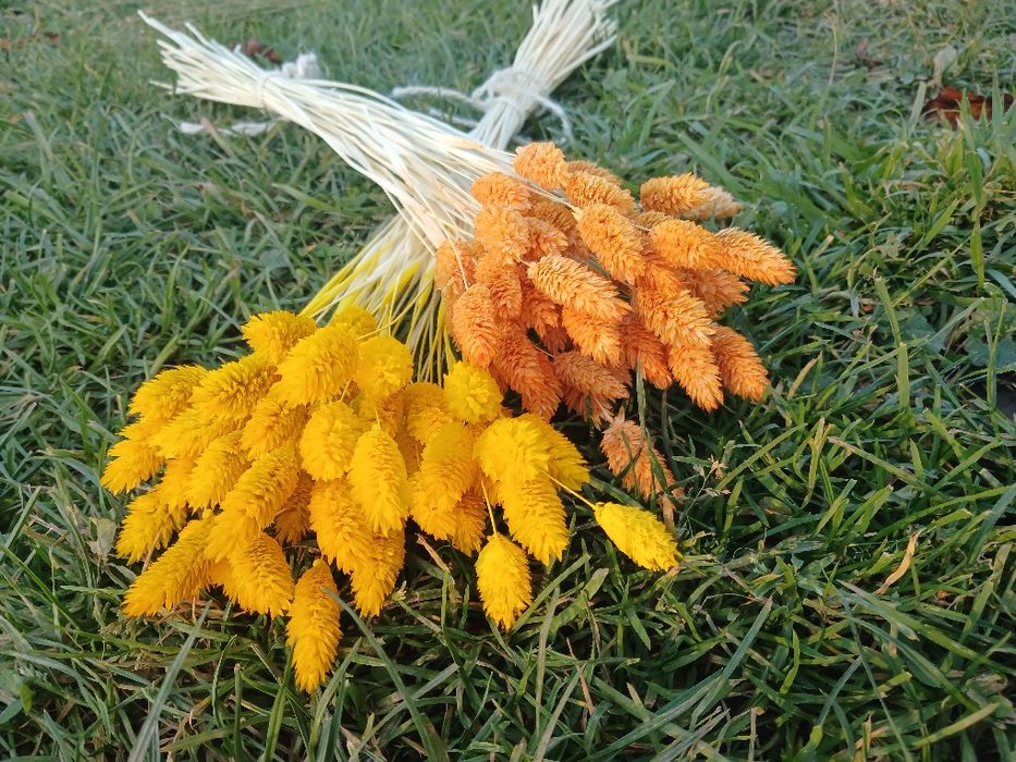 Сухоцвіт фалярис натуральний або фарбований