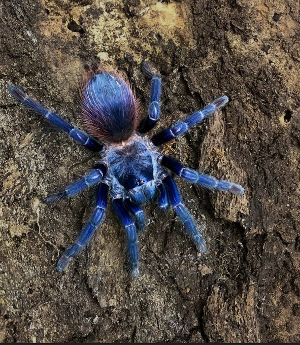 Pająk ptasznik dorosłe samice