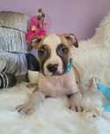 Kochany szczeniak amstaff!