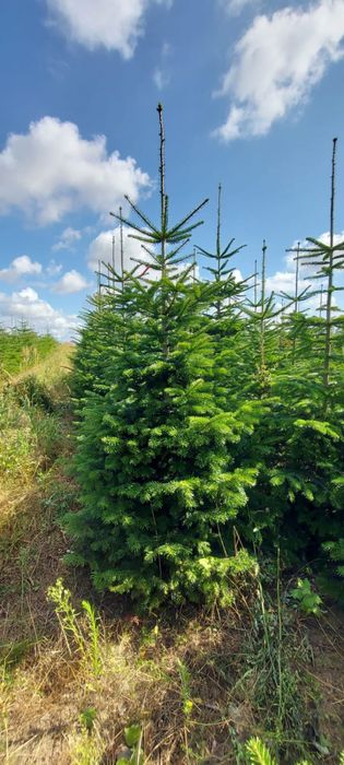 Jodły kaukaskie 130-4m jodla kaukaska choinka choinki