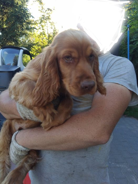 Cocker spaniel  angielski
