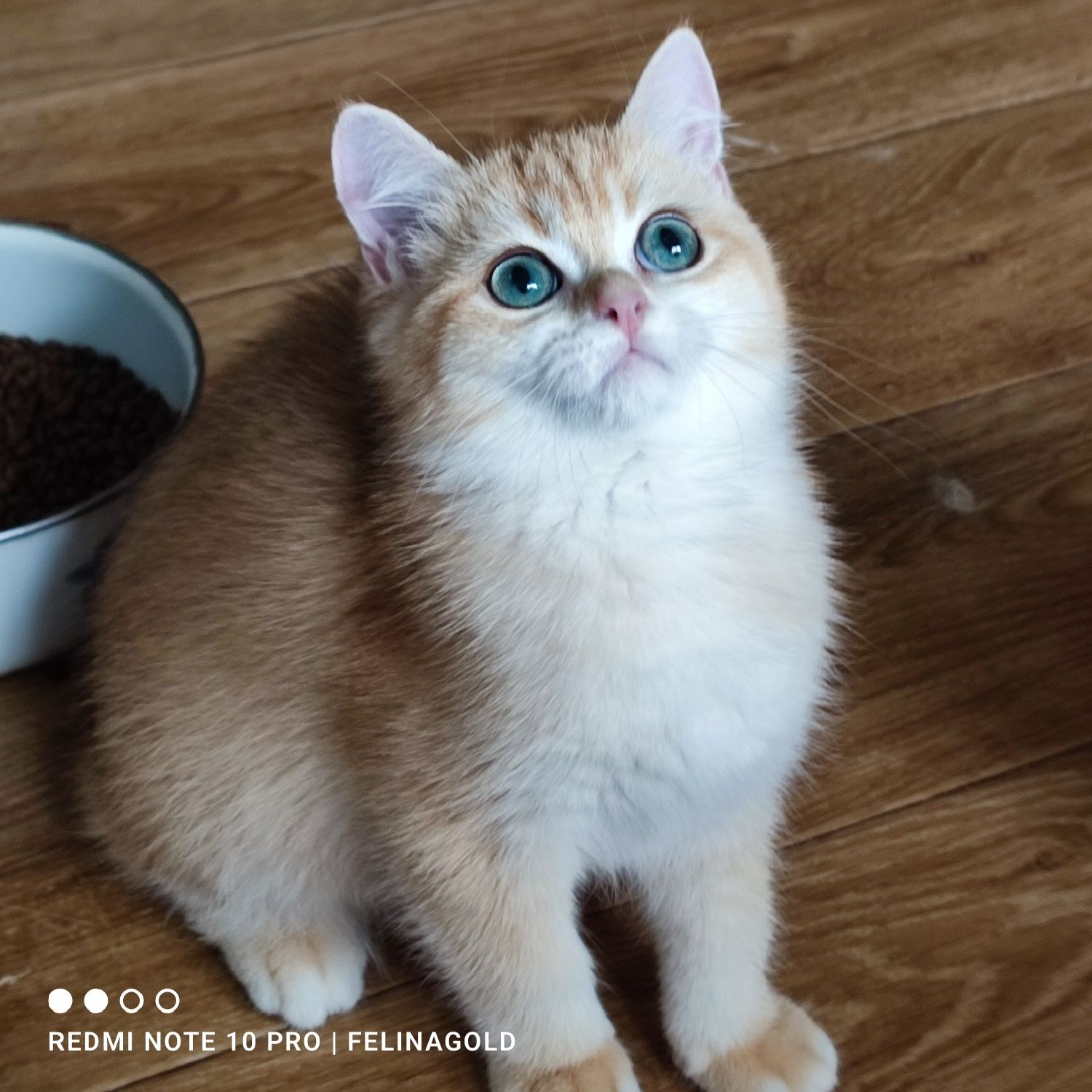 Британський золотий котик ny12