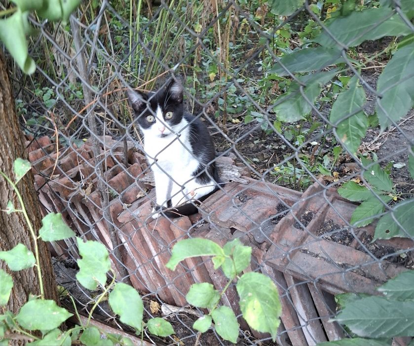 Кошенята / хлопчик 2 /