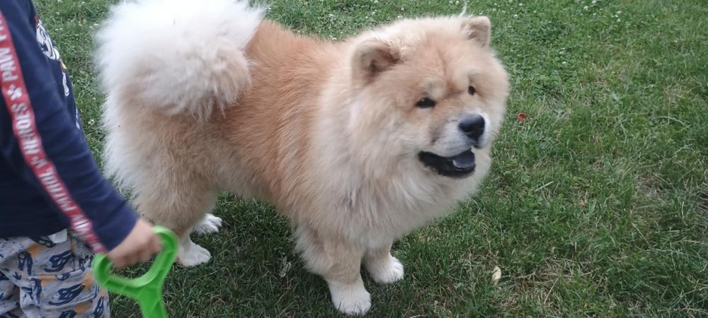 Pies chow chow *reproduktor*