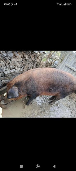 Свиня жива вага ...