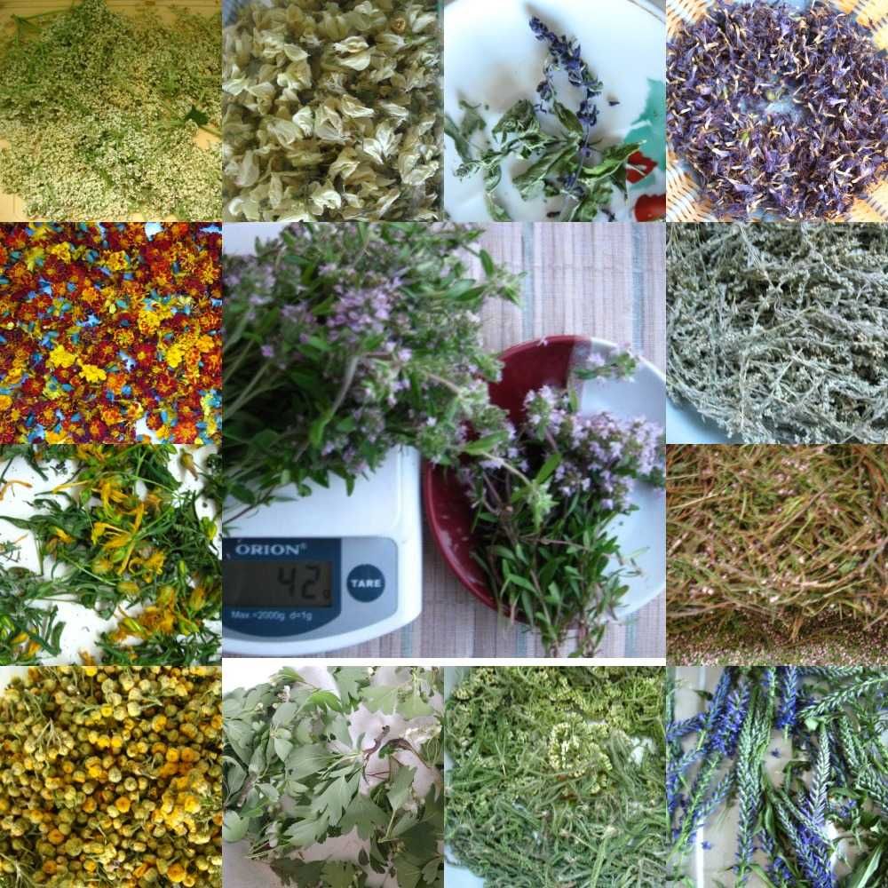 растения на чай степные сушеные, зелень, цвет, разные, крапива свежая