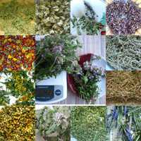 растения на чай степные сушеные, зелень, цвет, разные, крапива свежая