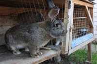 Продам кролів(жива вага) Кролі на продаж живі кролики