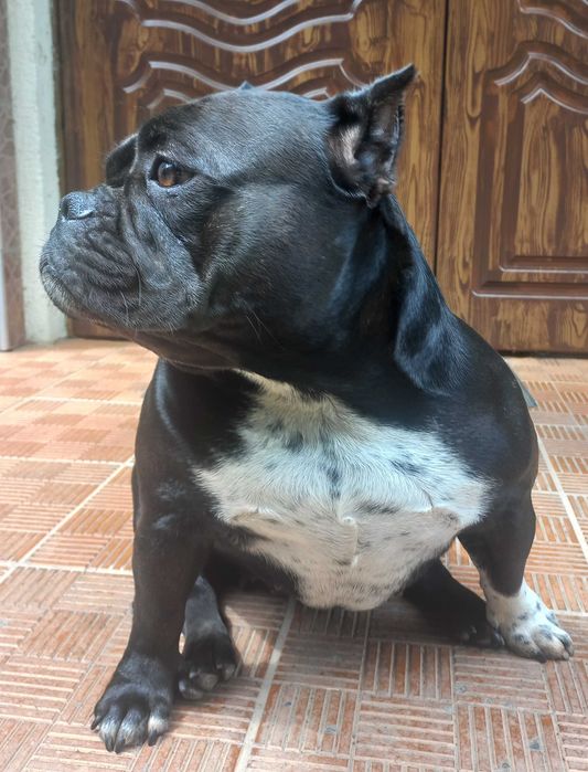 Потужні хлопчики американського буллі