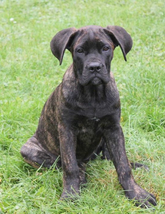 Cane corso suczka rod FCI nie do hodowli