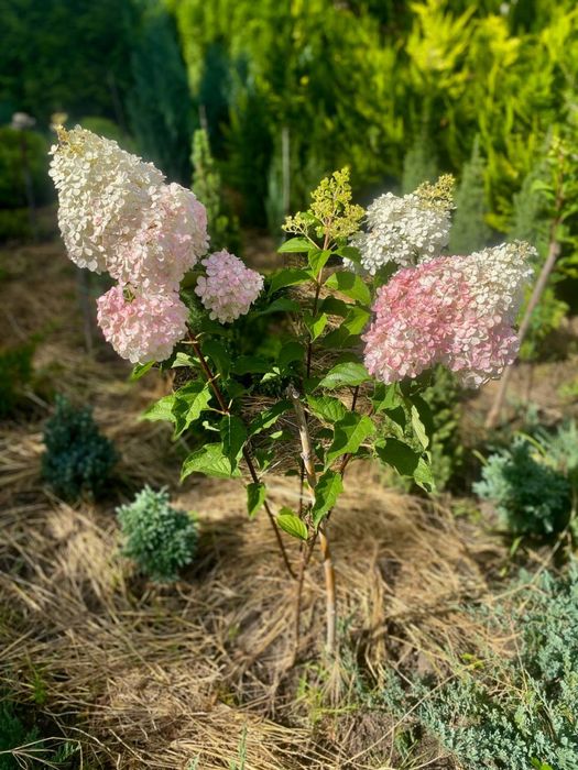 Гортензія . Хвойні рослини