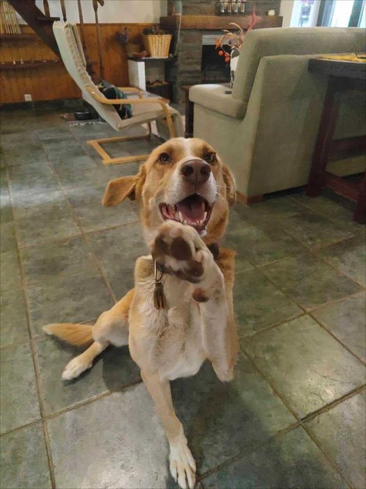 Sundance para adopçao