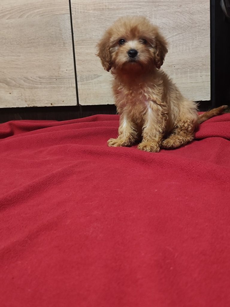 Cavapoo F1 śliczna dziewczynka