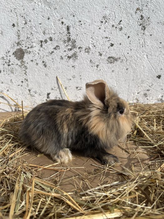 Coelhos anoes lindos.