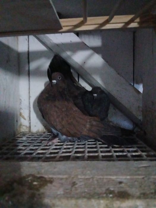 Gołębie kirowogradzkie