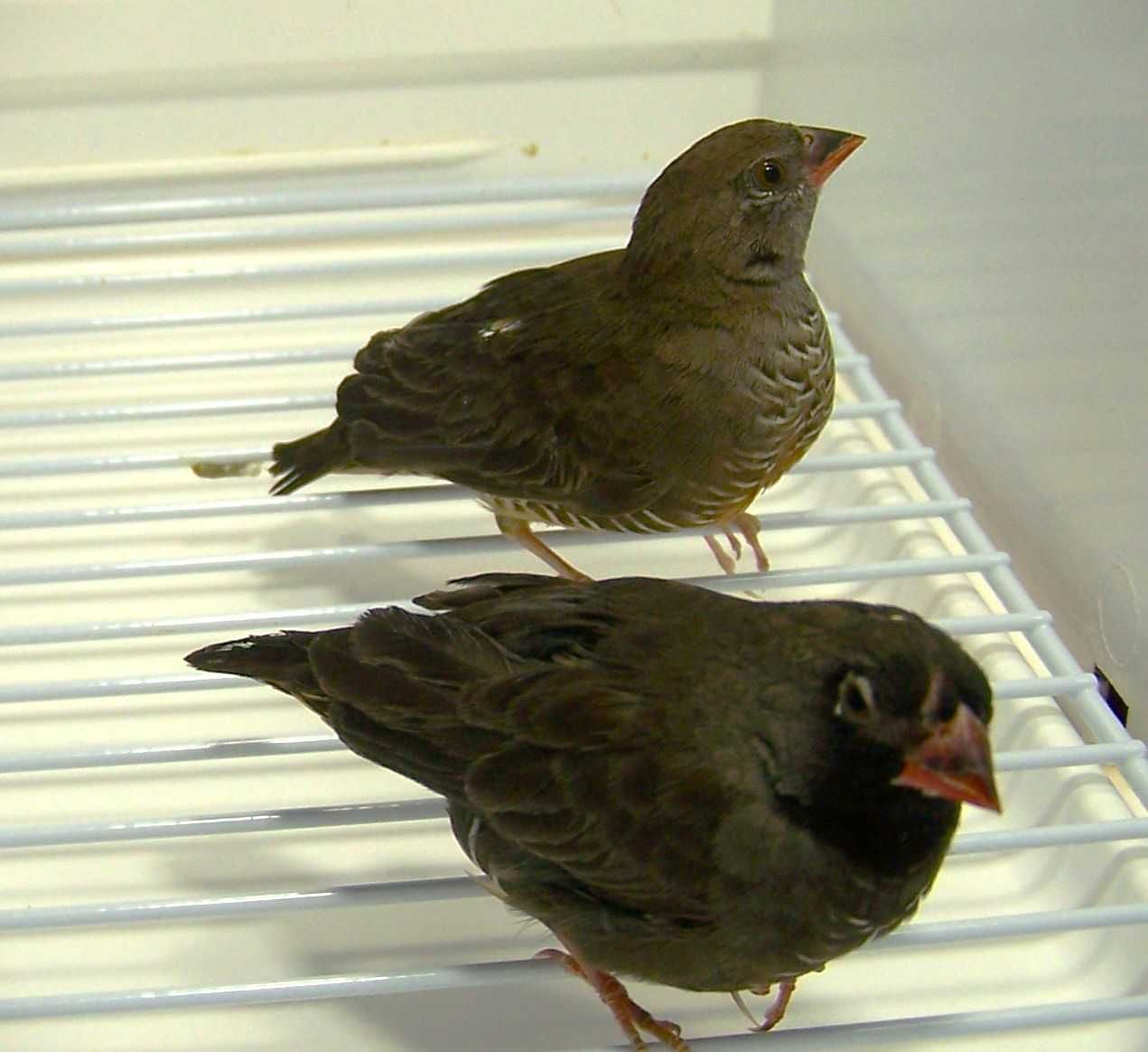 Trawinek zmienny (Ortygospiza atricollis)