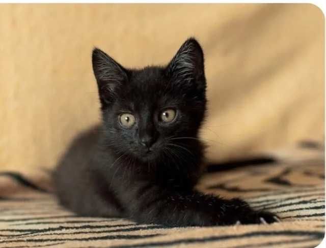 кошенята безкоштовно