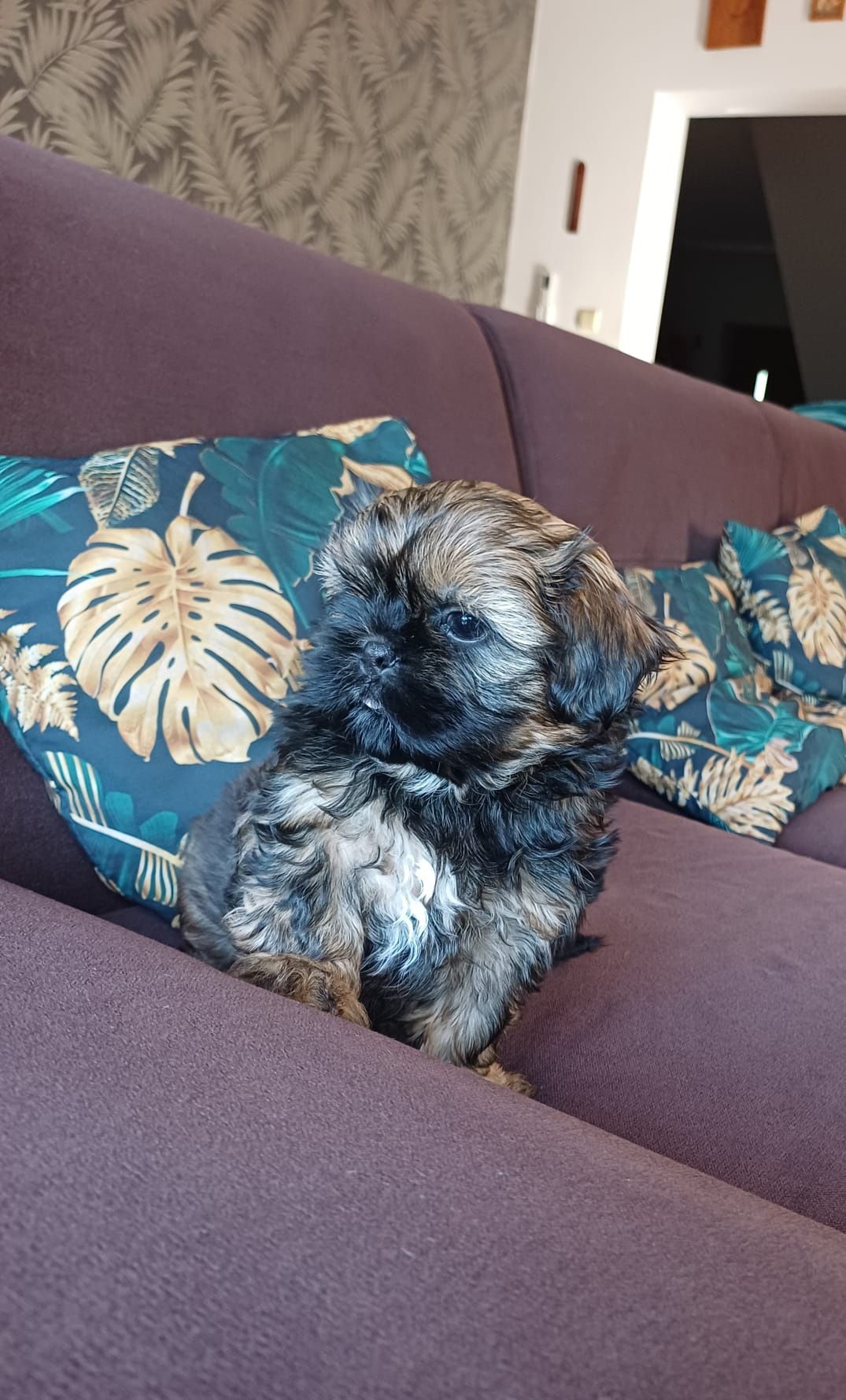 Shih Tzu brązowy chłopiec
