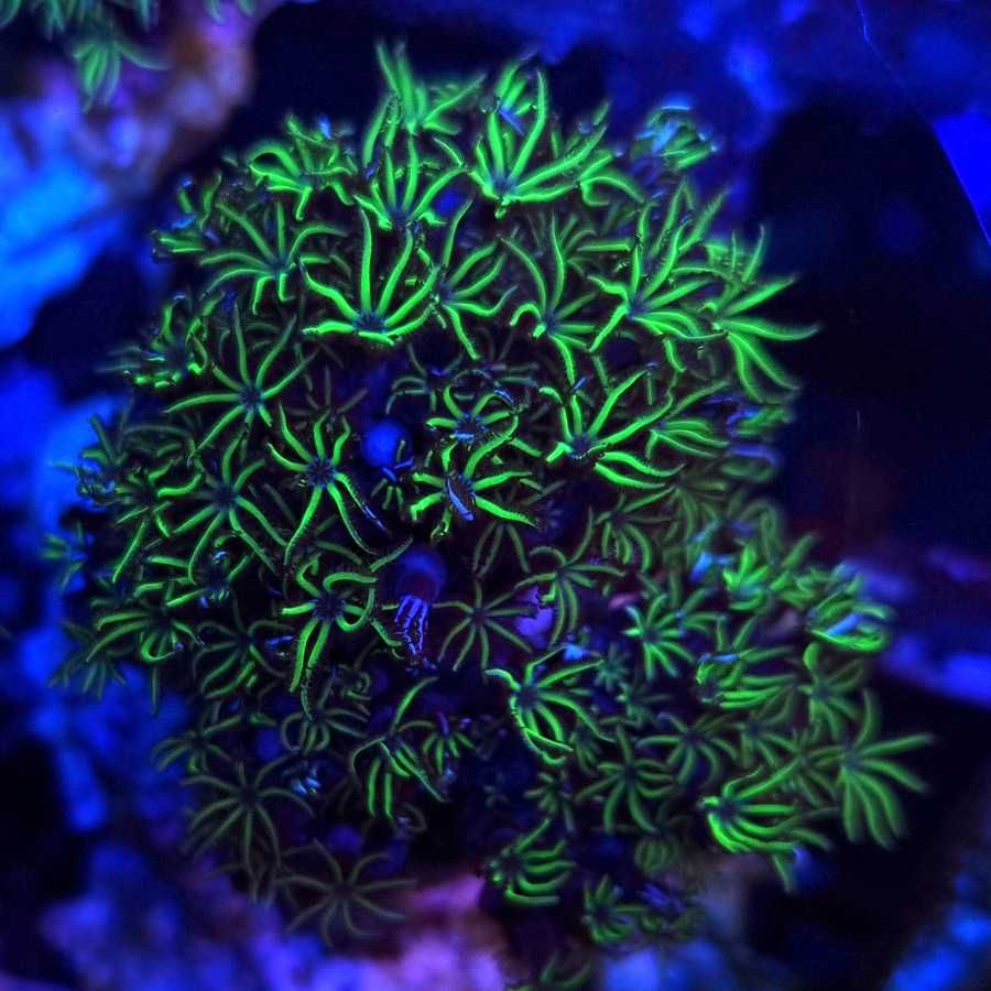 Tubipora Musica Green koralowiec akwarium morskie koralowce Korale.Pro