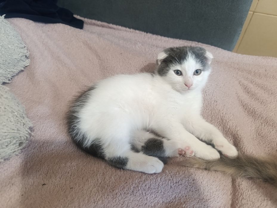 Котики в добрі руки