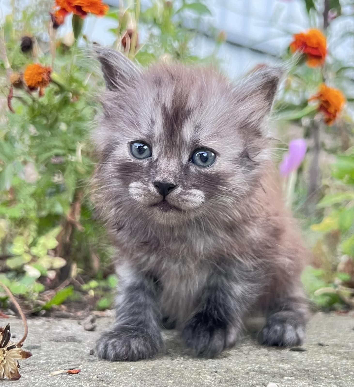 Подарую кошенят!
