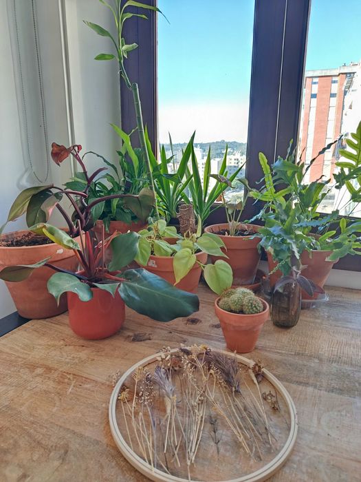 Plantas de interior com vaso em cerâmica
